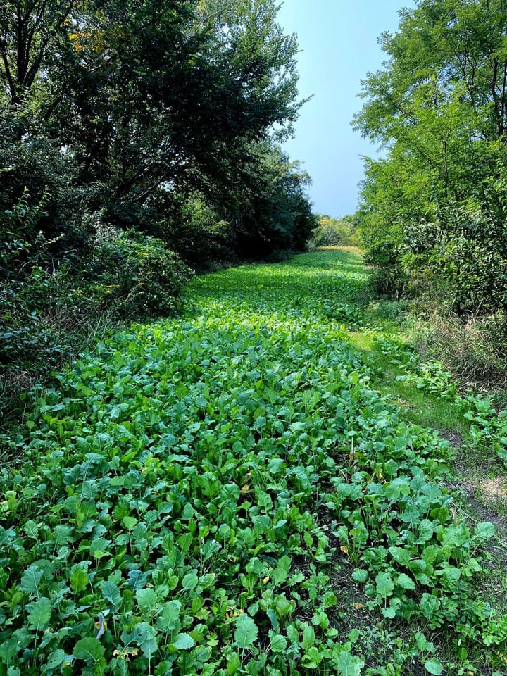 Food Plot