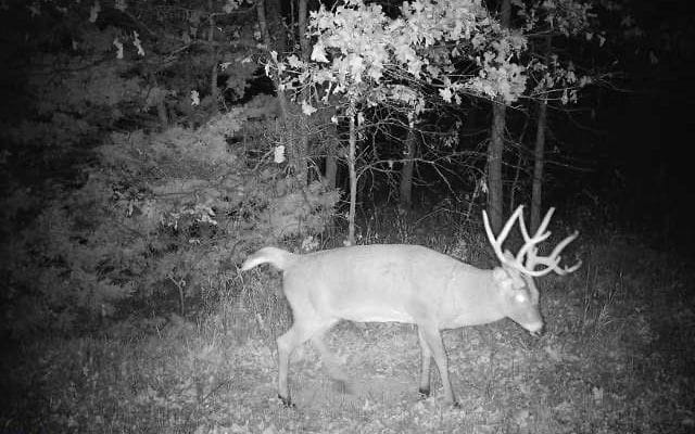 Trail Cam 6