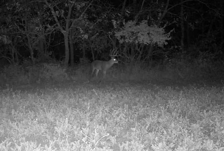 Trail Cam 10