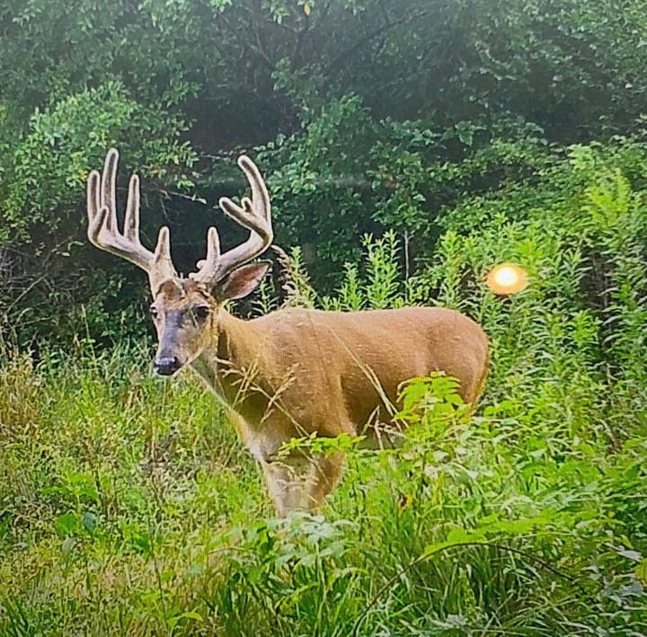 Trail Cam 8