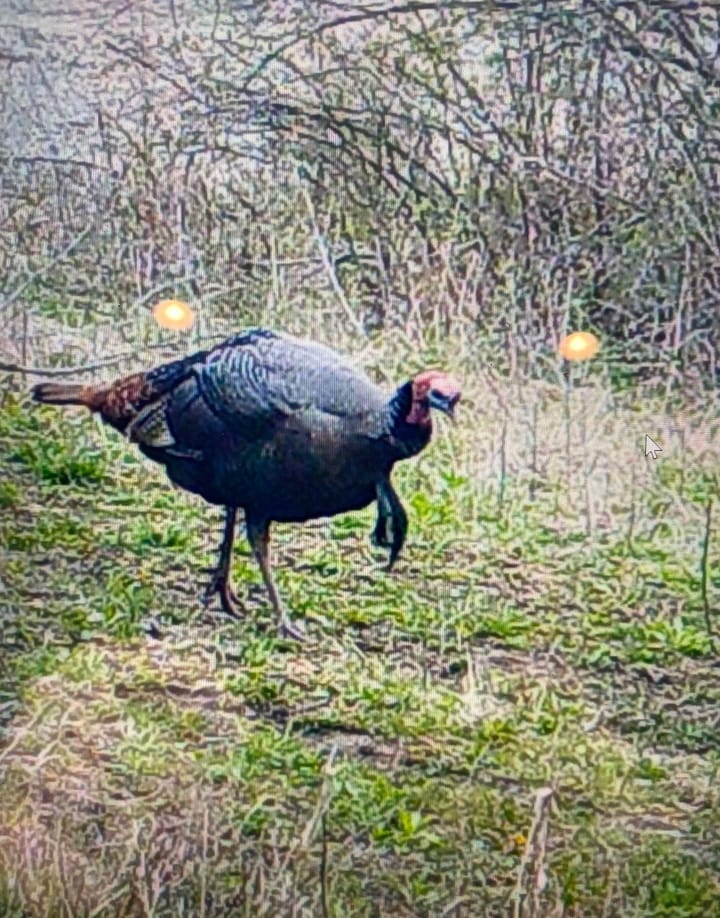 Turkey