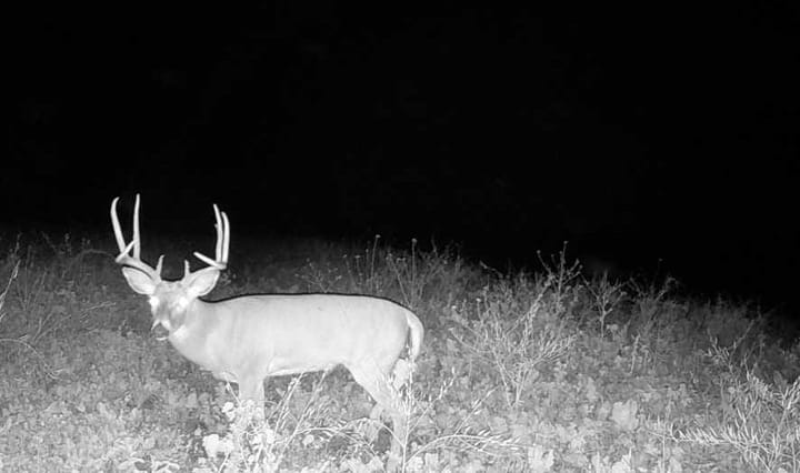 Trail Cam 9