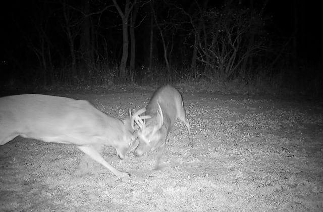 Trail Cam 11