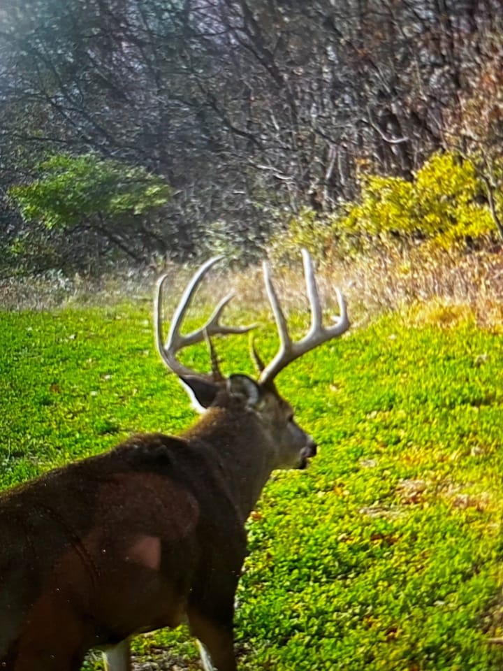 Trail Cam 7