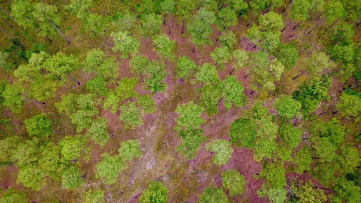 Compass South Land Sales Sunny Hill Plantation 40