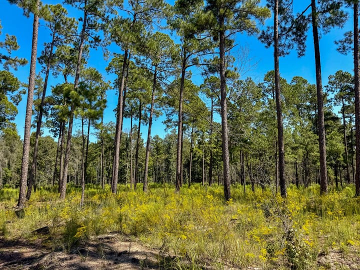 Compass South Land Sales Sunny Hill Plantation 10