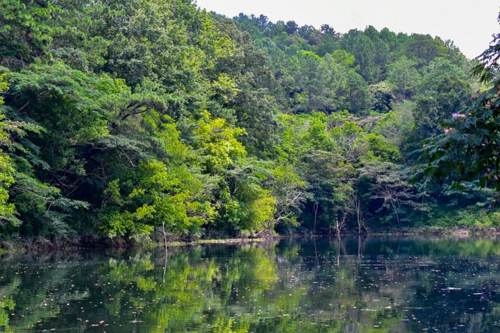 Compass South Land Sales Alabama Mulberry Fork 08
