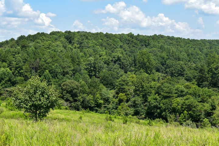 Compass South Land Sales Alabama Mulberry Fork 06