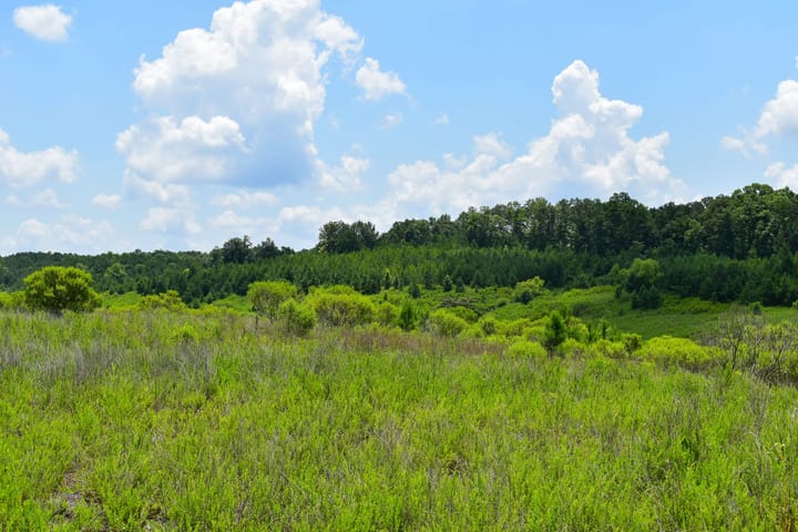 Compass South Land Sales Alabama Mulberry Fork 16