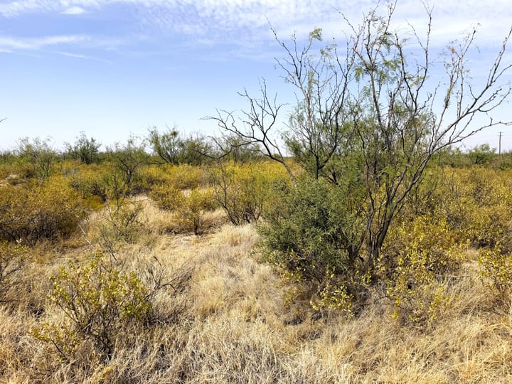 Native Range And All Thorn