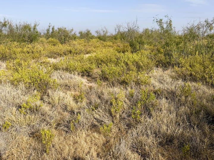 Grass And Brush