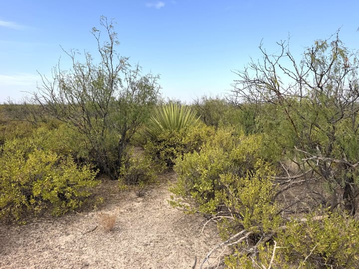 Cool Native Plants Picture