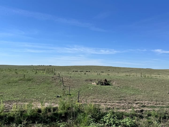 Fenced Green Pasture With Grazing Cattle Ranch Property For Sale Nebraska Stevens Dawson County Nebraska 477 Stevens Dawson Coun