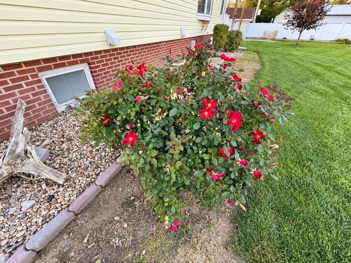 3217 W 2nd St North Platte Ne Rose Garden Detail 4031