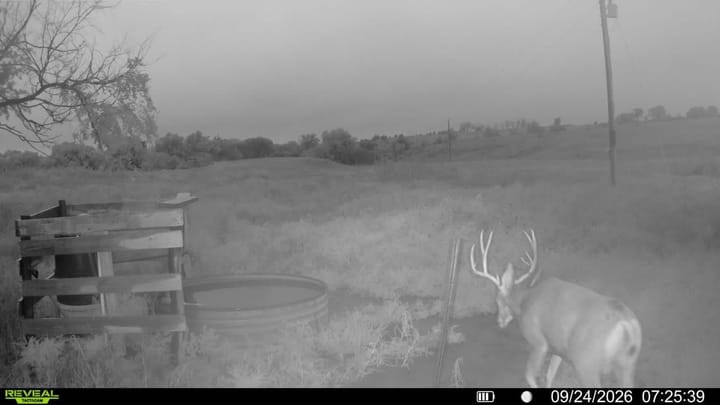 Deer
