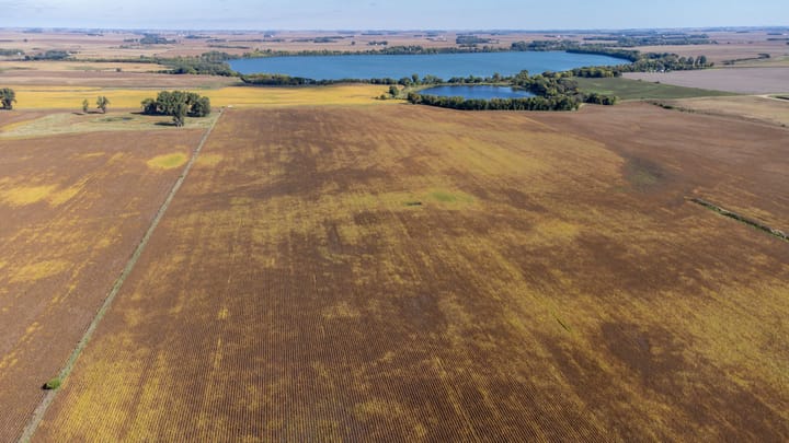 Ready to harvest field
