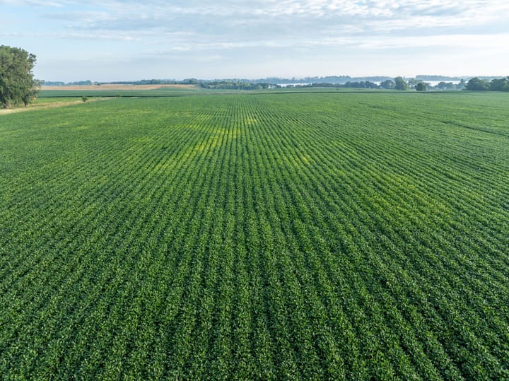 Straight rows of soybeans