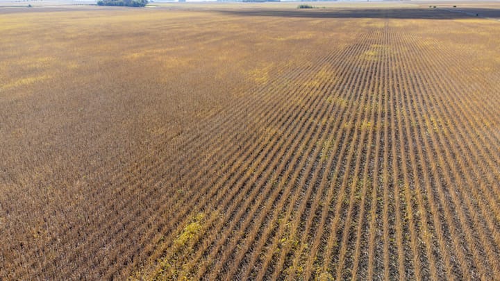 Straight rows of ready to harvest soybeans