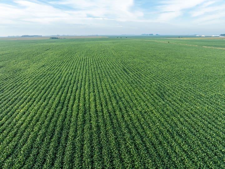 Green productive field