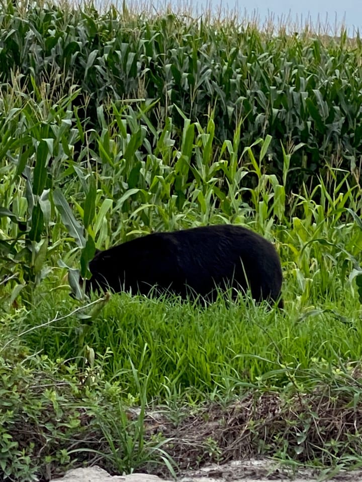 Img 0706 Jpeg