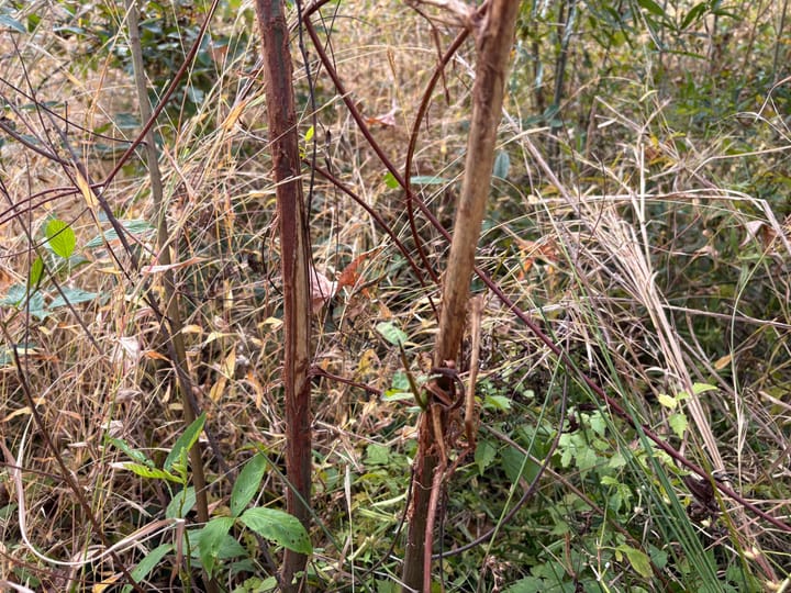 Img 0058 Jpeg