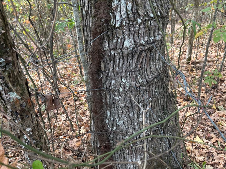 Img 0105 Jpeg