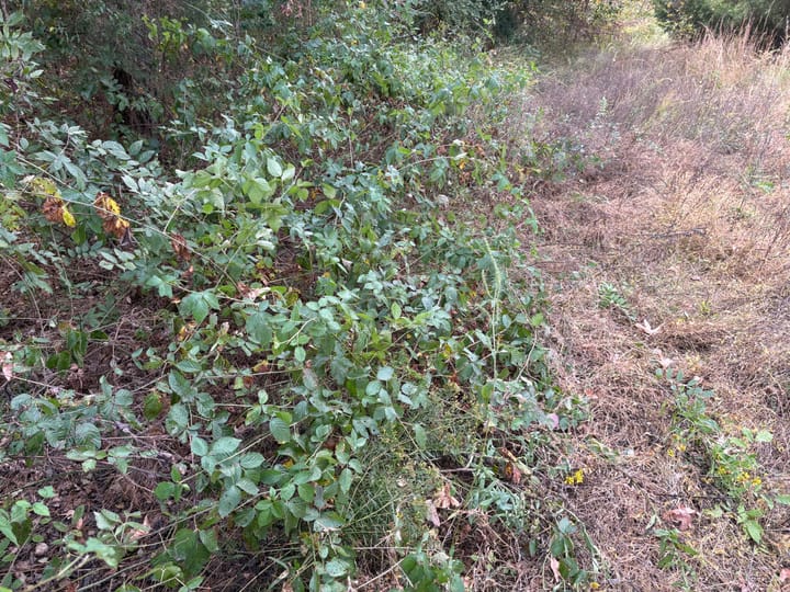 Img 0131 Jpeg