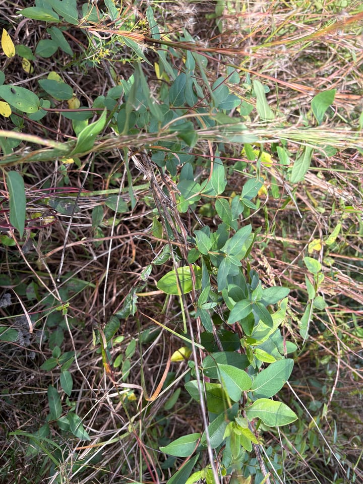Img 0123 Jpeg