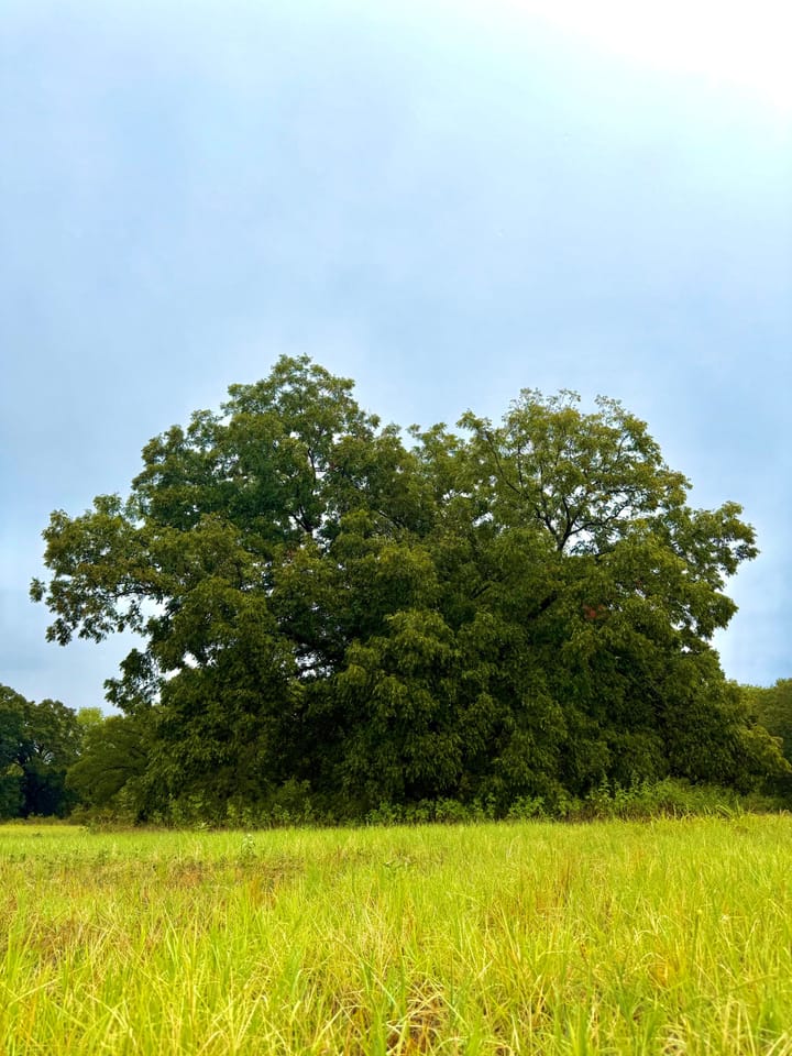 Img 0979 Jpeg