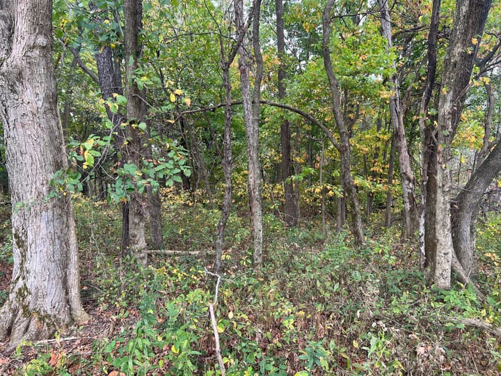 Brown Il 60 Acres Land For Sale Property3 Jpg