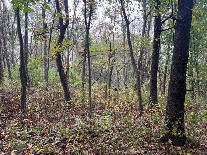 Brown Il 60 Acres Land For Sale Property8 Jpg