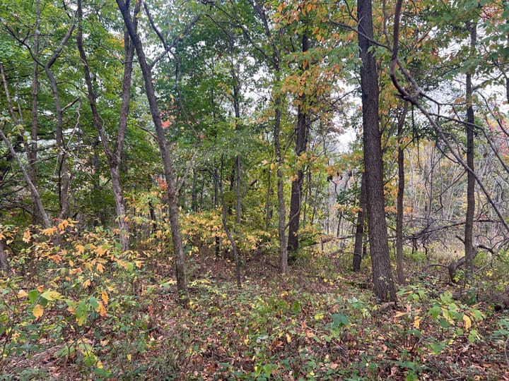 Brown Il 60 Acres Land For Sale Property4 Jpg