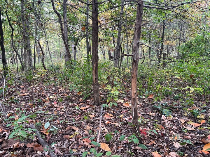 Brown Il 60 Acres Land For Sale Property7 Jpg