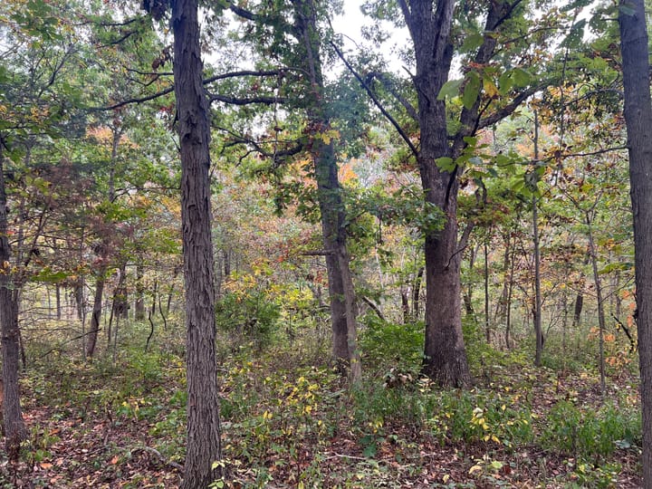 Brown Il 60 Acres Land For Sale Property6 Jpg