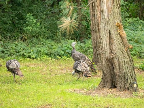 Turkey Squi 1 Of 1 
