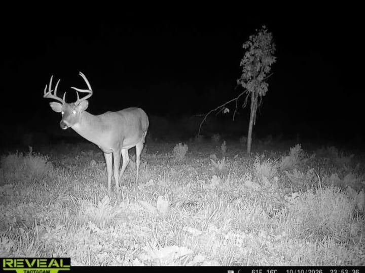 Wood Wi 84 Acres Land For Sale Wildlife3