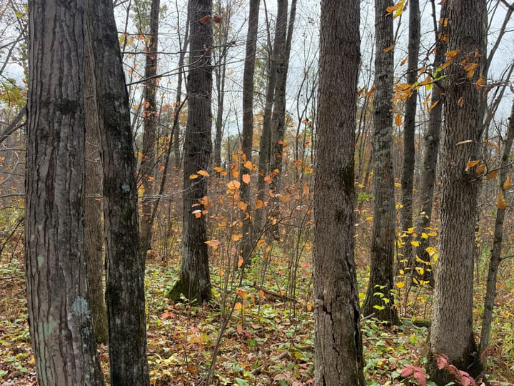 Wood Wi 84 Acres Land For Sale Property16 Jpg