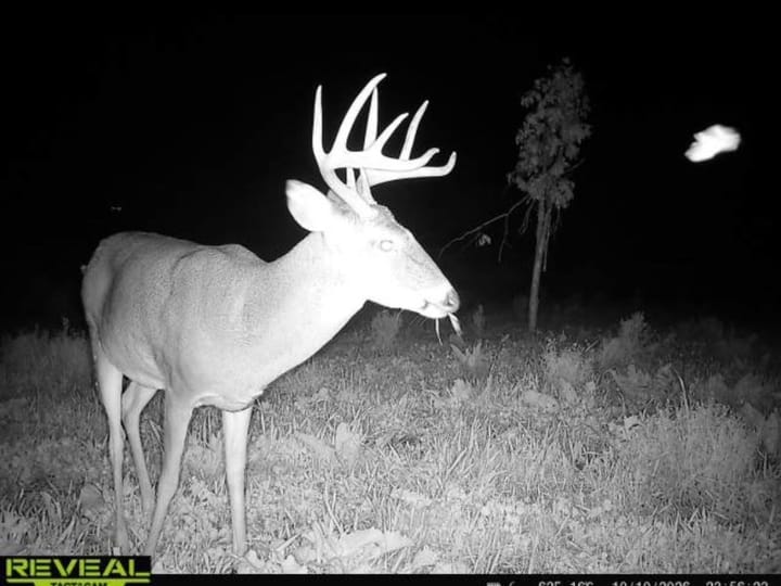 Wood Wi 84 Acres Land For Sale Wildlife2
