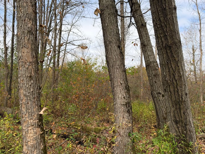 Wood Wi 84 Acres Land For Sale Property17 Jpg