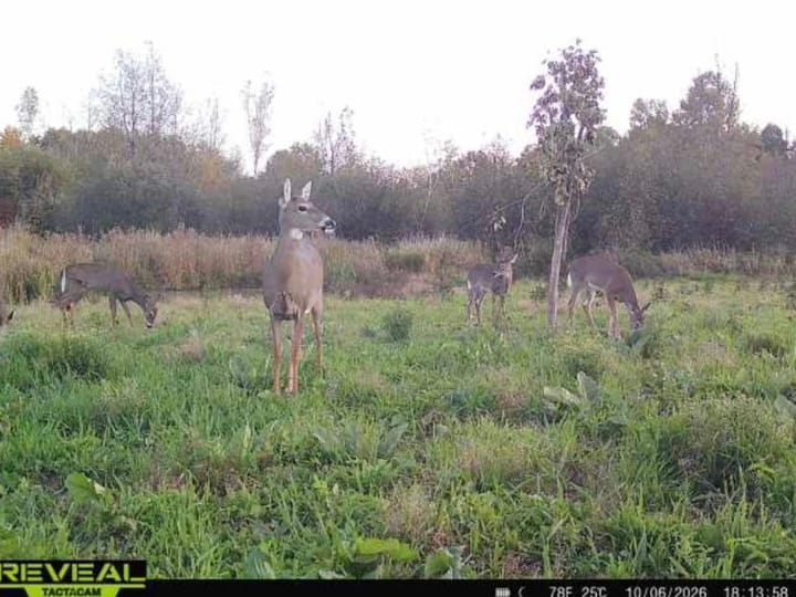 Wood Wi 84 Acres Land For Sale Wildlife1