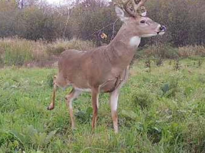 Wood Wi 84 Acres Land For Sale Wildlife4