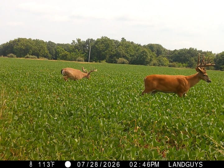 Fulton Il 163 Acres Land For Sale Wildlife8