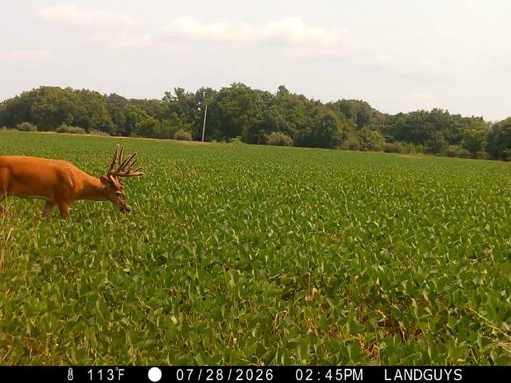 Fulton Il 163 Acres Land For Sale Wildlife7