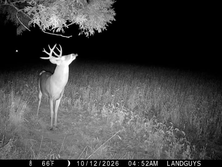 Fulton Il 163 Acres Land For Sale Wildlife6