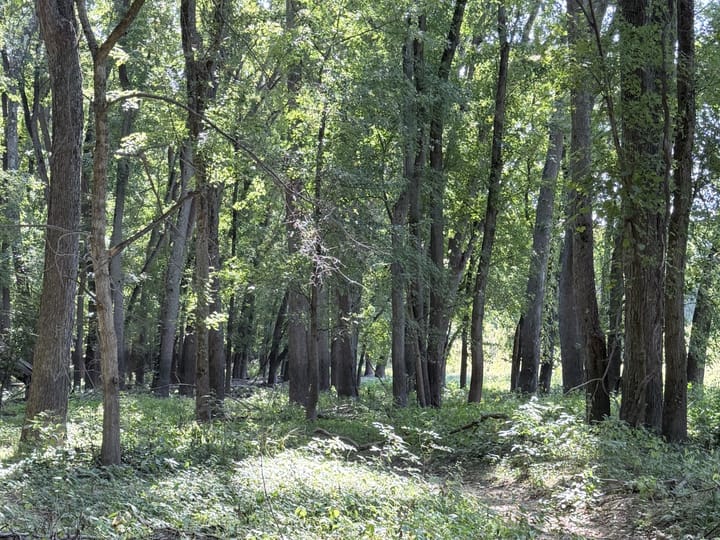Coles Il 15 5 Acres Land For Sale Property15