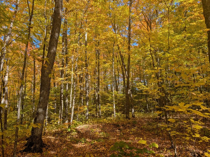Iron Wi 40 Acres Land For Sale Property17