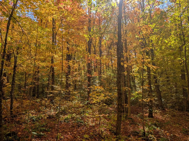 Iron Wi 40 Acres Land For Sale Property22