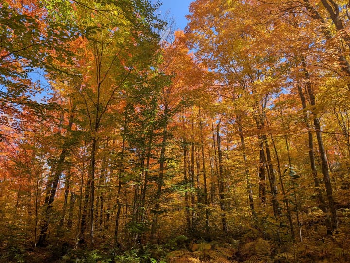 Iron Wi 40 Acres Land For Sale Property24