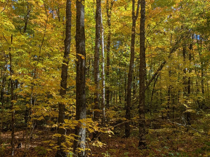Iron Wi 40 Acres Land For Sale Property18