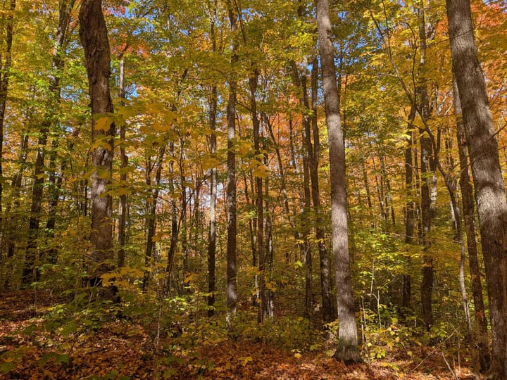 Iron Wi 40 Acres Land For Sale Property19